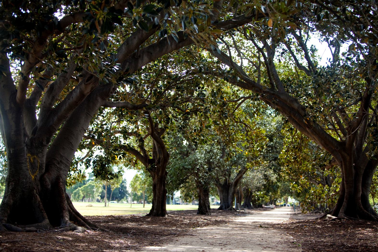 877 moreton bay fig tree avenue princes park melbourne   small .original