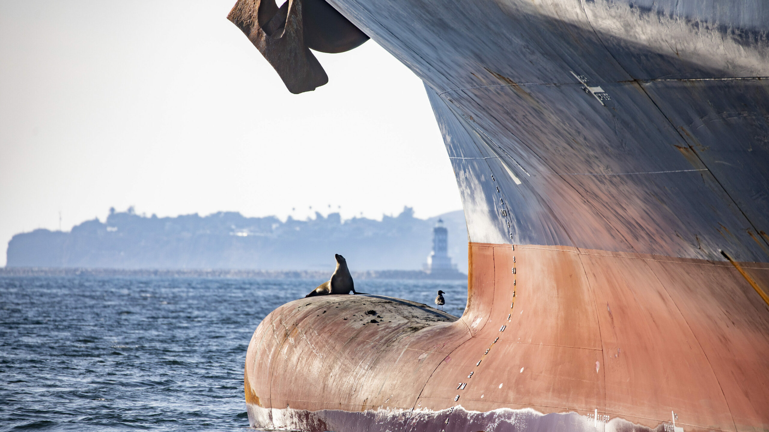 Seal pictured on a cargo ship at the Port of Los Angeles