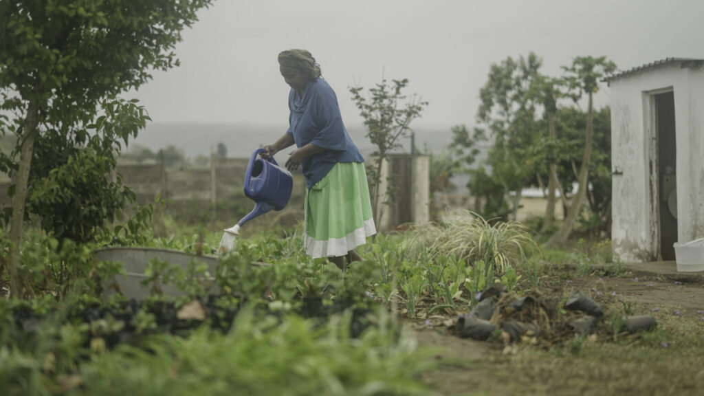 Sur la photo : À la périphérie de la capitale sud-africaine, les jeunes arbres indigènes de Thembi, « entrepreneur d'arbres », améliorent la biodiversité et encouragent la faune à retourner dans les anciens champs de canne à sucre. Présenté dans la série Transforming Cities produite par BBC StoryWorks pour C40 Villes.